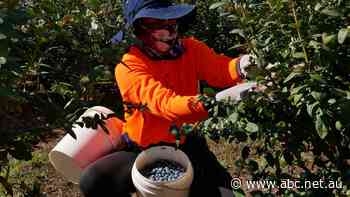 Fair Work rules every farm worker on every farm entitled to a minimum rate of pay