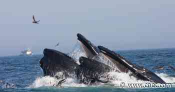 Whales eat (and poop) way more than we thought. That's a good thing     - CNET