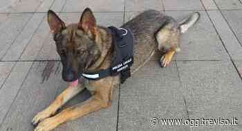 Oderzo, beccatro con droga in un locale | Oggi Treviso | News | Il quotidiano con le notizie di Treviso e Provincia: Oggitreviso - Oggi Treviso