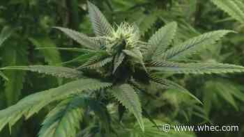 Town of Gates votes to opt-out of legal recreational marijuana sales