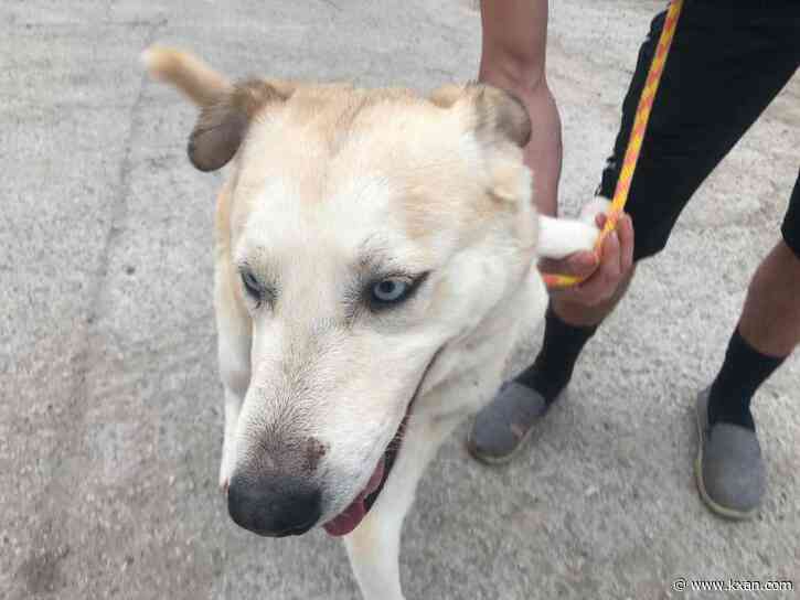 Austin Pets Alive! land use agreement among council agenda items this week