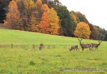 Researchers Detect Coronavirus in Iowa Deer - The Scientist