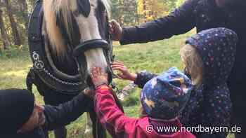 Roth: Den Wald schonen mit Rückepferd "Imelda" - Nordbayern.de