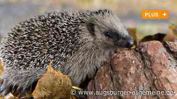 Zu viele Igel: Tierheim Augsburg verhängt Aufnahmestopp
