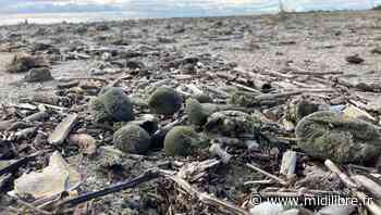 Frontignan : débarquement de bérets basques sur la plage des Aresquiers - Midi Libre