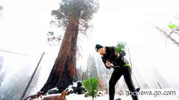 Hope after wildfire: Tiny sequoias could grow into giants