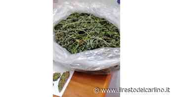 Mise 'erba' nell'auto della vicina: pusher patteggia - il Resto del Carlino