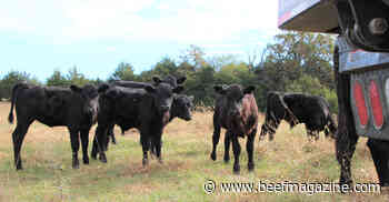 Stop weaning calves on livestock trailers
