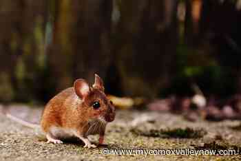 Island cities among 'rattiest' in BC - My Comox Valley Now