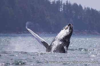 BC boaters help rescue entangled humpback near Ucluelet – Comox Valley Record - Comox Valley Record