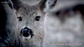 DNR requires testing for chronic wasting disease in deer hunting opener