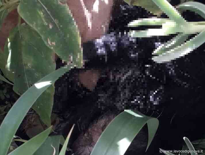 Voltri, cane precipita dal quinto piano e muore sul colpo - LaVoceDiGenova.it