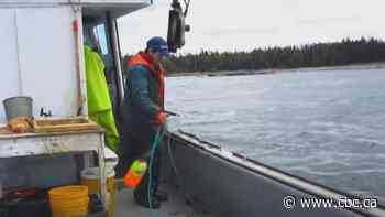 Feds hit 'reset button' on marine protected areas in N.S., N.B.