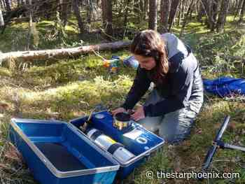 Young Innovators: U of S research aims to identify how 'thirsty' forests affect water availability