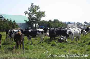 Canadian retail and foodservice set to see dairy price hike - DairyReporter.com