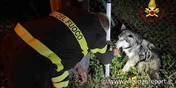 Schio: cucciolo di huski è finito in un canale di scolo - Vicenzareport