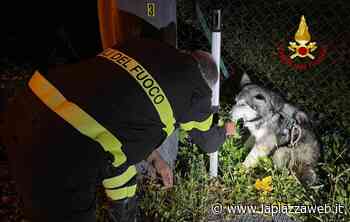 Schio, i vigili del fuoco salvano un cucciolo di husky finito nel canale di scolo - La PiazzaWeb - La Piazza
