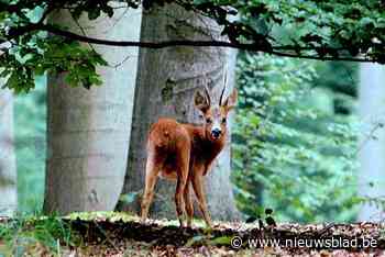 Bekendste dier in Zoniënwoud gaat erop achteruit: reeën almaar zeldzamer