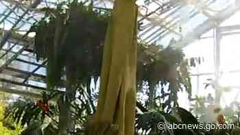 WATCH:  Corpse flower blooms in Southern California