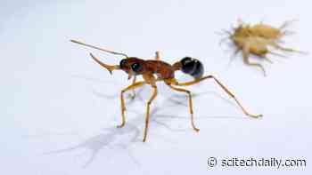 Gamergate: Single Molecule Controls Unusual Ants’ Switch From Worker to Queen-Like Status