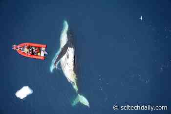 Solving the Krill Paradox: Researchers Find Whales Eat (and Poop) Far More Than Previously Thought