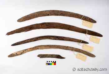 Rare Boomerangs Discovered in South Australia Reveal a Diverse Past