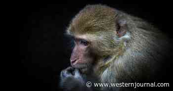 Stubborn Monkey Draws a Fascinated Crowd After Seemingly Appearing Out of Nowhere