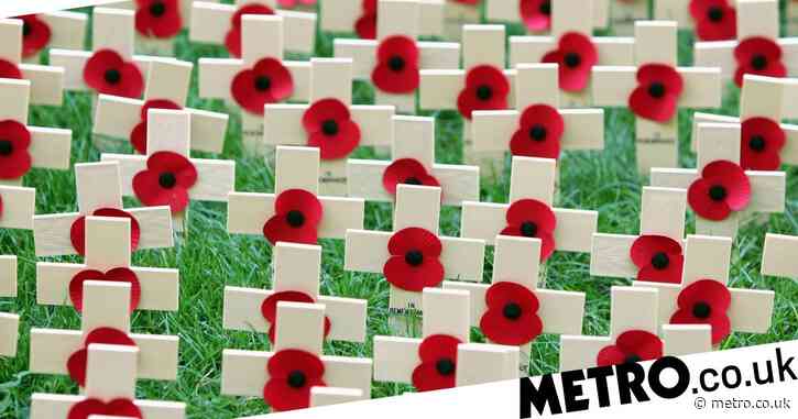 What Does A White Or Purple Poppy Mean Different Colours Explained UK News NewsLocker