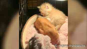 'Each other's support system': How an orphan piglet and kitten are helping each other beat the odds