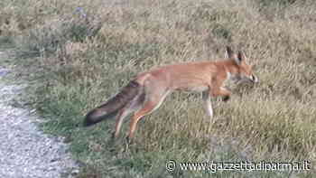 Travolta da un'auto la volpe amica di tutti - Gazzetta di Parma