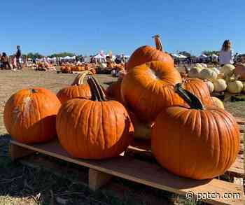 Things To Do In The Austin Metro Nov. 4-7 - Patch.com