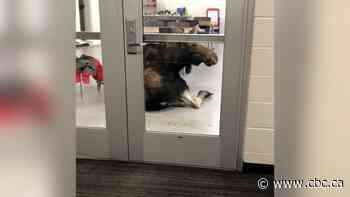 Moose crashes through window of Saskatoon elementary school