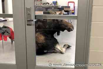 Moose makes dramatic entrance crashing through window of Saskatoon classroom - Dawson Creek Mirror