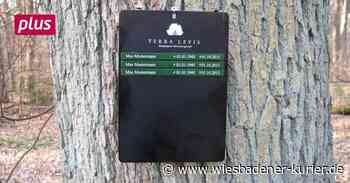 Letzte Ruhe unter Bäumen: Bestattungswald für Idstein? - Wiesbadener Kurier