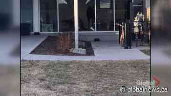 Moose loose in Saskatoon elementary school building