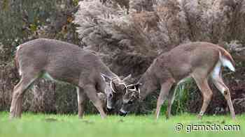 Uh Oh, the Coronavirus Has Been Spreading Widely in U.S. Deer - Gizmodo