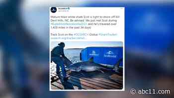 Shark tracked off the coast of Kill Devil Hills