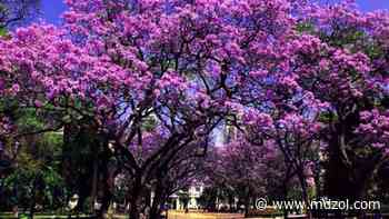 Jacarandás: cómo llegaron a Buenos Aires y dónde encontrarlos - MDZ Online