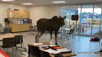 Moose crashes into Saskatoon school