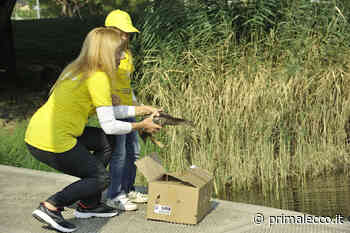 Salvato un cucciolo di germano maltrattato - Prima Lecco