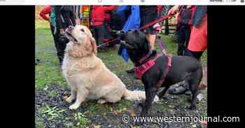 Canines Make Heroic Rescue After Dog Walker Has Seizure