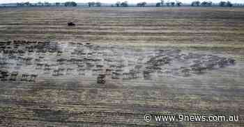 COVID-19 cluster in rural NSW sees large spike - 9News