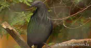 Tierisch München: zu Besuch im Vogelpark Olching (Teil 1) - münchen.tv