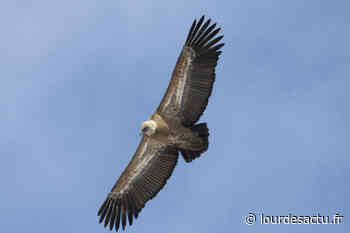 Arras-en-Lavedan : Les vautours des Pyrénées, entre mythes et réalités le 14 novembre - LOURDES-ACTU