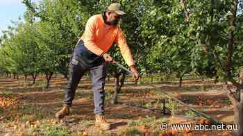 'We'll see how this pans out': Mixed reaction to fruit picker pay decision