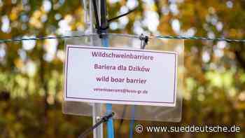 Sachsen weitet sein Frühwarnsystem für Schweinepest aus - Süddeutsche Zeitung