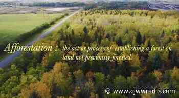 A Local Secret Forest is Named After Someone Who Had a Global Environmental Impact - CJWW