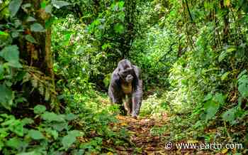 Progressive approach brings new hope to forest conservation - Earth.com