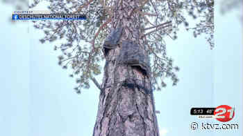 Artificial bat roosts added on Deschutes National Forest to help bat population - KTVZ