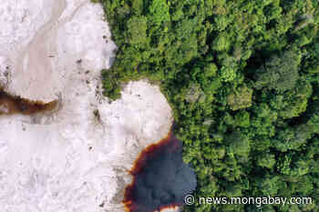 How do the UN forest declarations compare? - Mongabay.com